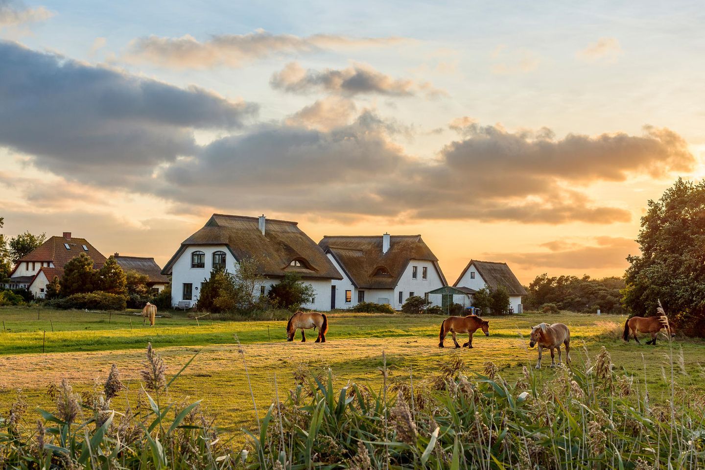 Hiddensee im Naturparadies Keine Autos aber Pferdetaxis (Bild von Adobe Stock)