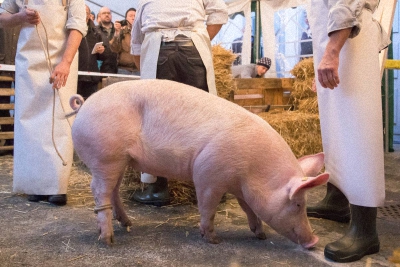 Das Schwein wird aus dem Stall geholt