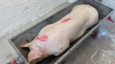 Das Schwein liegt im Brühtrog - Bild: grillsportverein.de