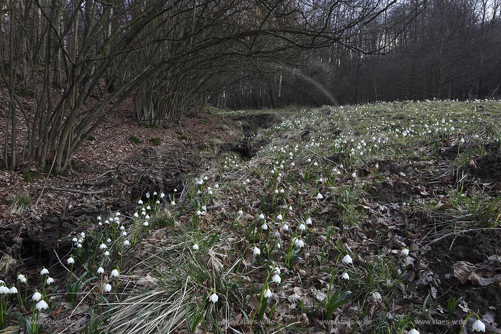 Die Merzbecherwiese in Walpersdorf (Bild von Holger Klaes)