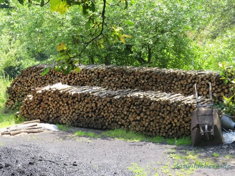 Munition für einen Meiler, 50 bis 55 Raummeter Holz (Bild von Stefanie Reifenrath)